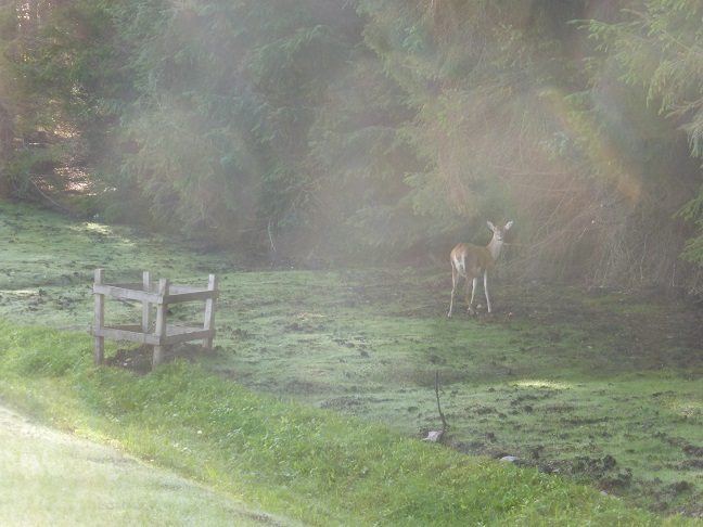 A deer.
